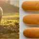 Illustration for article titled Trail of hot dog buns helps corral 250 loose hogs